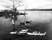 Black swans and ducks, Rotorua Lake