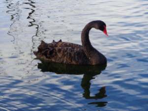 Black swan, Rotorua Lake