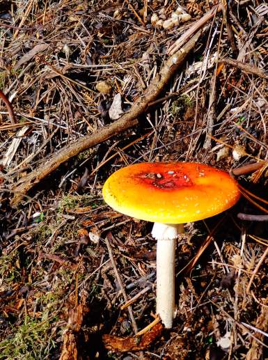 I spotted few mushrooms during my hike near River Waikato
